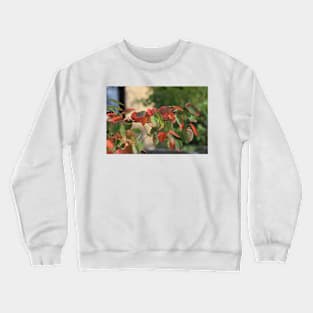 Kansas Colorful Fall leave's shot closeup Crewneck Sweatshirt